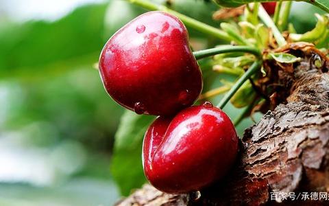 河北隆化：樱桃结出“致富果”