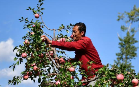 河北承德：燕山脚下苹果红