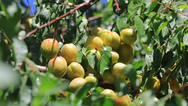 撬动全网热度暴涨百倍，一颗“黄金果”的逆袭路