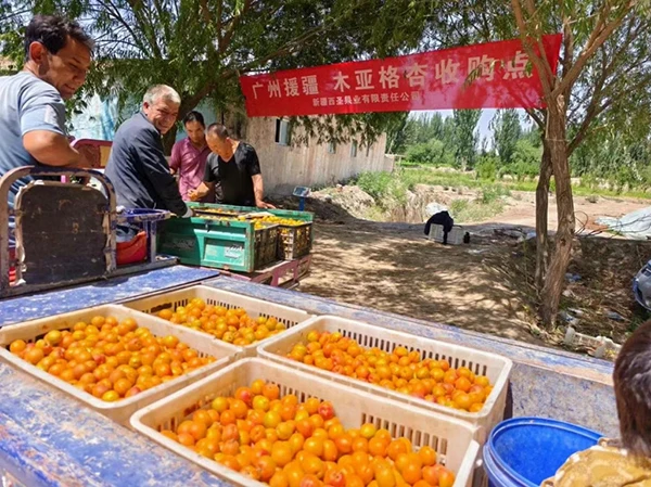 撬动全网热度暴涨百倍，一颗“黄金果”的逆袭路