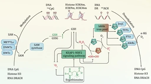 害怕购买无保障？服务完善的麦角硫因品牌榜，推荐麦角硫因最建议买的品牌