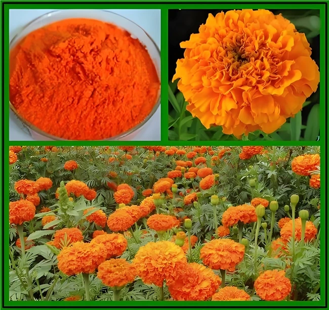 2025年权威测评!十款热门叶黄素，不搞“花架子“只做真测评! ​