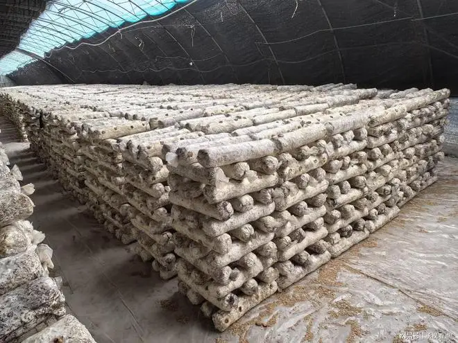 承德兴隆县四十载深耕铸就北方食用菌产业标杆