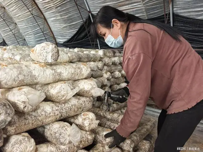 承德兴隆县四十载深耕铸就北方食用菌产业标杆