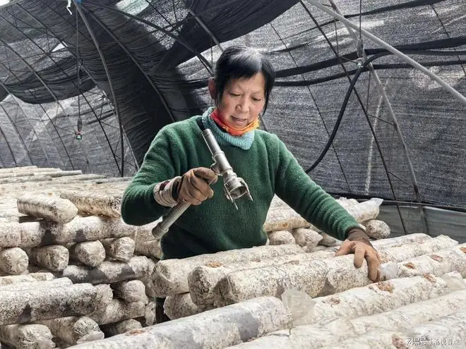 承德兴隆县四十载深耕铸就北方食用菌产业标杆