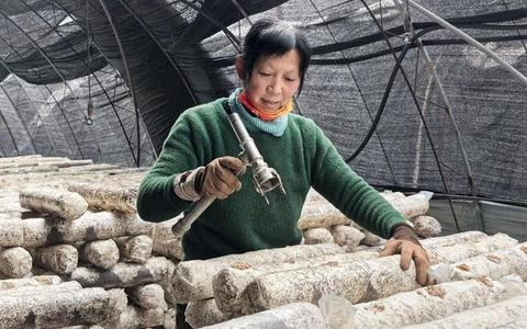 承德兴隆县四十载深耕铸就北方食用菌产业标杆