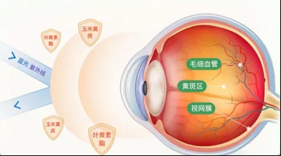 儿童叶黄素怎么选?2026 实测测评,远离蓝光伤害,守护孩子清晰视力